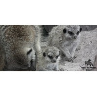 Bekijk de deal van Wowdeal: Entreeticket bij Natur- und Tierpark Bruggen