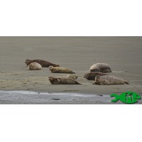Bekijk de deal van Wowdeal: Zeehondensafari op de Oosterschelde
