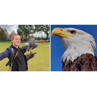 Bekijk de deal van Wowdeal: Roofvogelworkshop bij Falconcrest