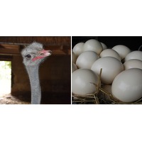 Bekijk de deal van Wowdeal: Struisvogel Meet & Feed bij Heierhof Beleefboerderij