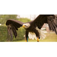 Bekijk de deal van Wowdeal: Unieke roofvogels en uilen winter-workshop in de Dinteloordse polder