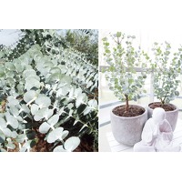 Bekijk de aanbieding van VoucherVandaag.nl 2: Eucalyptus planten