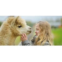 Bekijk de deal van Wowdeal: Wandelen en knuffelen met alpaca's bij Beleefboerderij Heierhof