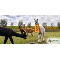 Bekijk de deal van Wowdeal: Golfen tussen de alpaca's bij Heierhof Beleefboerderij