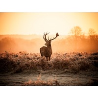 Bekijk de aanbieding van ZoWeg.nl: 3 dagen Veluwemeer