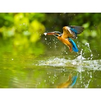 Bekijk de aanbieding van ZoWeg.nl: 3 dagen Biesbosch incl. diner