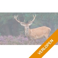 Witte Berken Natuurhotel