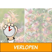 Kemperfoelie tuinplanten