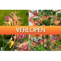 VoucherVandaag.nl: Kemperfoelie tuinplanten
