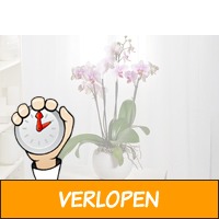 Vlinderorchidee