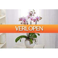 VoucherVandaag.nl: Vlinderorchidee