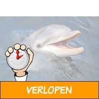 Een spetterend dagje Dolfinarium