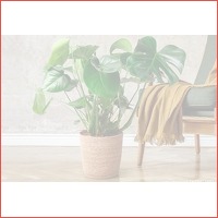 Monstera plant