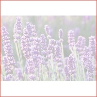 Lavendel planten set