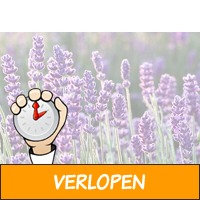 Lavendel planten set