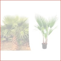 Veiling: Grote Mexicaanse waaierpalm (70..