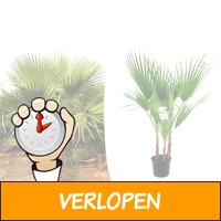 Veiling: Grote Mexicaanse waaierpalm (70 - 90 cm)