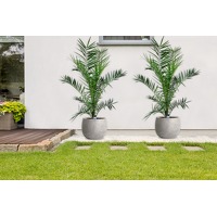 Bekijk de deal van ActievandeDag.nl 1: Set van 2 Canarische dadelpalmen (100 - 120 cm)