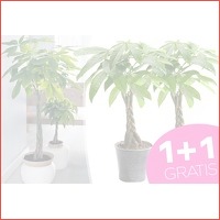 Money trees - set van 2 in de aanbieding