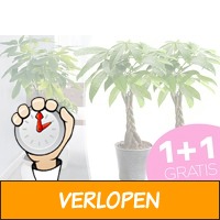 Money trees - set van 2 in de aanbieding