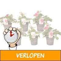 Aardbeienplant 