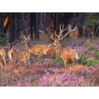 3 dagen Veluwe Van d Valk