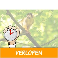 Veiling: Apenheul