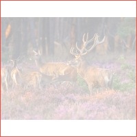 4 dagen Veluwe incl. diner