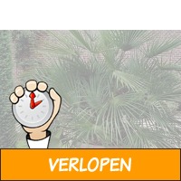 Veiling: Mexicaanse waaierpalm voor huis of tuin (80 - ..