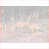 3 dagen Veluwe incl. diner