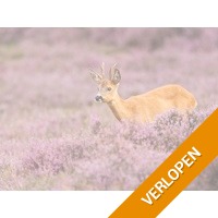 3 dagen Veluwe incl. diner