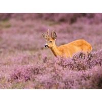 Bekijk de deal van ZoWeg.nl: 3 dagen Veluwe incl. diner