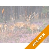 3 dagen Veluwe incl. diner