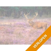 3 dagen Wageningen