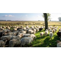 Grenzeloos Slapen-Eten-Beleven