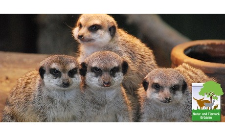 Wowdeal: Entreeticket bij Natur- und Tierpark Bruggen